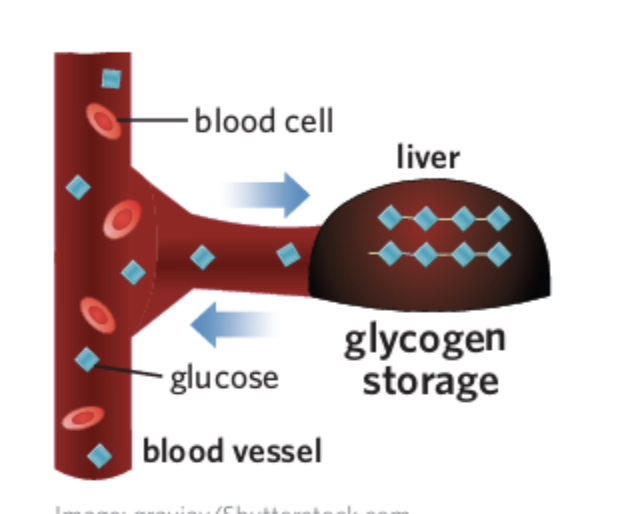 <p><span style="background-color: transparent;"><strong>Glycogenesis</strong> is the process where <strong>glucose is joined together to form glycogen</strong> in the <strong>liver and skeletal muscle cells</strong>.</span></p><p><br></p>