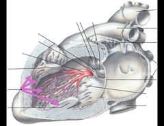 <p>Motor function of the heart is innervated by the autonomic nervous system. Name the structure labeled in purple.</p>