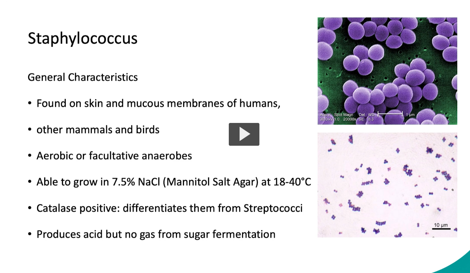 <p><strong>Etymology</strong> </p><ul><li><p><strong>“staphylo-”</strong> → from Greek <em>staphylē</em> = <strong>“bunch of grapes” </strong><span data-name="grapes" data-type="emoji">🍇</span></p></li><li><p><strong>“-coccus”</strong> → from Greek <em>kokkos</em> = <strong>“berry” or “round grain”</strong></p></li></ul><p><span data-name="point_right" data-type="emoji">👉</span> So literally:<br><strong>“grape-like clusters of round bacteria”</strong></p><p><strong>Staphylococcus</strong> =<br>A genus of <strong>Gram-positive, spherical (cocci) bacteria</strong> that:</p><ul><li><p>Appear in <strong>grape-like clusters</strong> under the microscope</p></li><li><p>Are commonly found on <strong>skin and mucous membranes</strong></p></li><li><p>Are <strong>catalase-positive</strong> (helps distinguish from Streptococcus)</p></li><li><p>Can be <strong>aerobic or facultative anaerobes</strong></p></li><li><p>Some species are <strong>normal flora</strong>, while others cause infections (e.g., skin infections, abscesses)</p></li></ul><p></p>