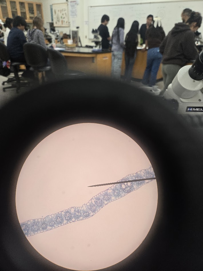 <ol><li><p>is this a eudicot or monocot?</p></li><li><p>what structure is this?</p></li><li><p>what is the dip in the structure?</p></li></ol><p></p>