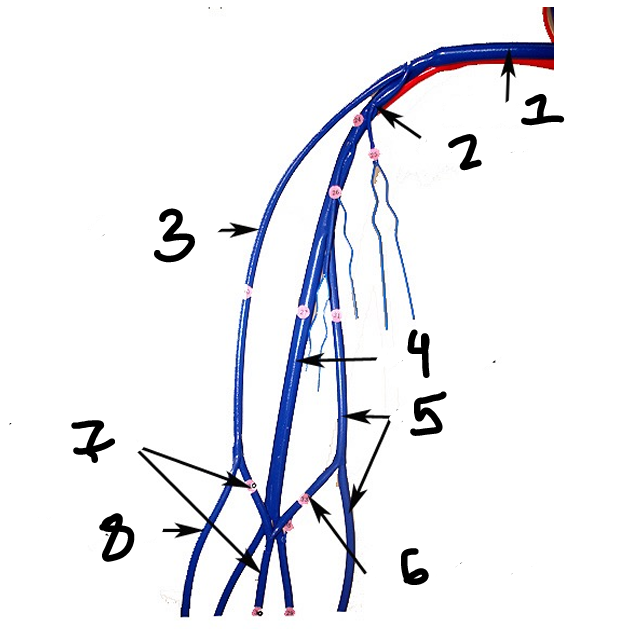 <p>Name the structure (7)</p>