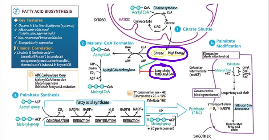 <p>What allosteric effectors regulate ACC?</p>