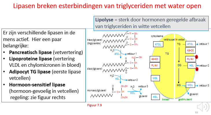 <ul><li><p>pancreatisch lipase → vetvertering</p></li><li><p>lipoproteïne lipase (vertering VLDL en chylomicronen in bloed)</p></li><li><p>adipocyt TG lipase (ATGL) → eerste lipase vetcellen, is eerste lipase dat triglyceriden zal aanvallen met vorming van di-acylglycerol en 1 vetzuurstaar</p></li><li><p>hormoon-sensitief lipase → hormoon gevoelig in vetcellen, is gevoelig aan adrenaline en insuline balans.</p></li></ul><p>dit is 2e lipase dat we nodig hebben: zal di-acylglycerol omzetten naar mono-acylglycerol</p><p></p>
