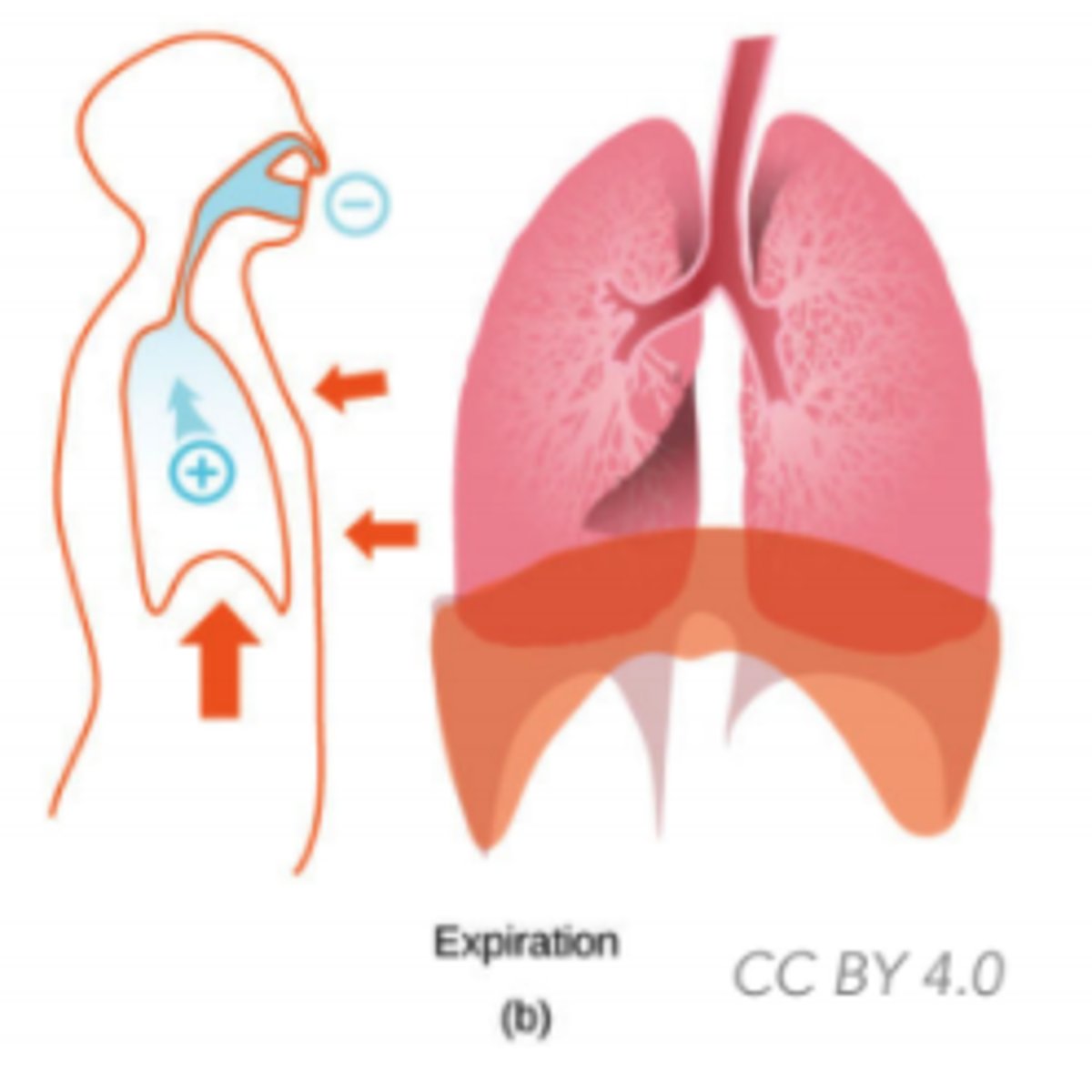 <p>the pressure</p><p>increases</p><p>(Note: diaphragm</p><p>relaxes -> decreases</p><p>lungs' volume-></p><p>increases lungs'</p><p>pressure above</p><p>atmospheric-></p><p>air rushes out)</p>