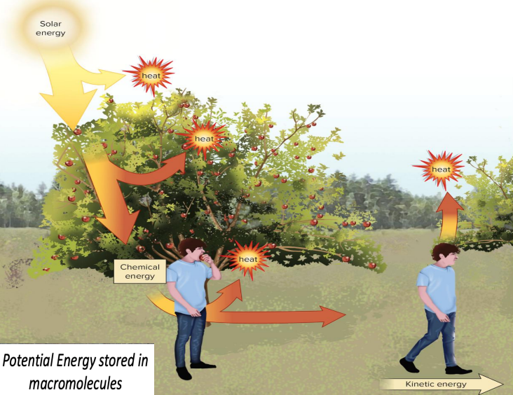 <ol><li><p>Energy cannot be created or destroyed; can only be converted from one form to another </p></li><li><p class="has-focus">Energy cannot be converted from one form to another without a loss of usable energy</p></li></ol><p></p>