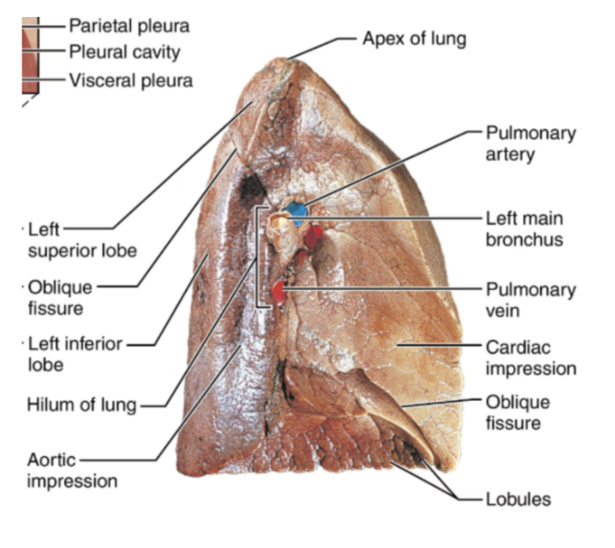 <ul><li><p><span style="background-color: transparent;">The smallest visible subdivisions of the lung</span></p></li><li><p><span style="background-color: transparent;">They are hexagon-shaped</span></p></li><li><p><span style="background-color: transparent;">Approx the size of a pencil eraser</span></p></li><li><p><span style="background-color: transparent;">Supplied by a large bronchiole</span></p></li></ul><p></p>