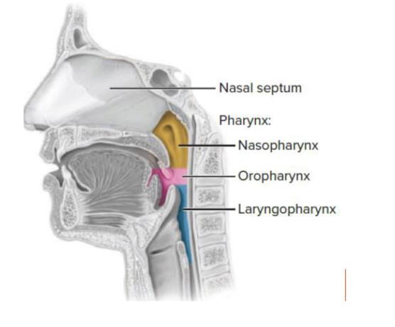 <p><strong>Nasopharynx</strong>: Functions with air passage and located behind nasal cavity</p><p><strong>Oropharynx</strong>: Passage of air, fluids and liquids and located behind the mouth </p><p><strong>Laryngopharynx</strong>: has a shared pathway for food and air which then splits into the Larynx and the Oesophagus</p>