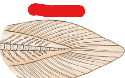 <p>What tail? Ex:<span style="background-color: transparent;"> Lungfish</span></p>