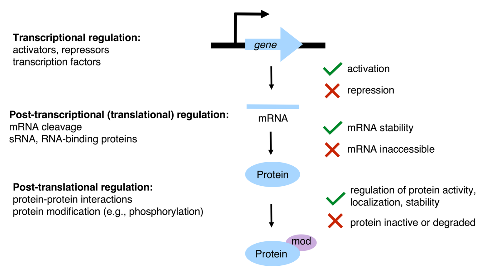<p><strong><u>protein-protein interactions, protein modification (e.g. phosphorylation)</u></strong></p><p><span style="color: green;"><strong>FOR regulation of protein activity, localisation, stability </strong></span>(xprotein inactive/degraded)</p>