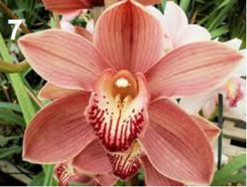 <p>Cymbidium</p>