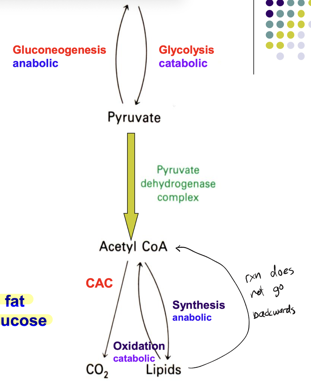 <p>Can, cannot. Carbohydrate metabolism is irreversible due to the pyruvate dehydrogenase reaction being irreversible. Thus, once glucose is metabolized to acetyl CoA, the fats that are produced from acetyl CoA can no longer be reversibly made into glucose</p>