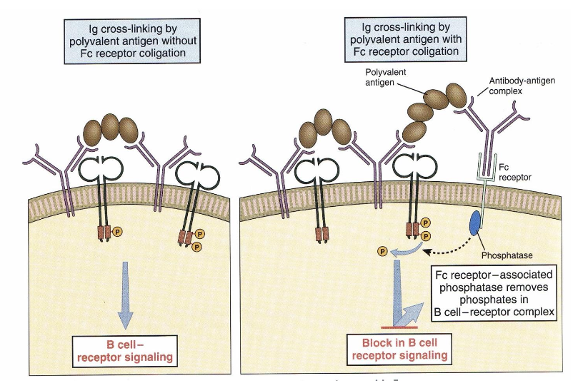 <p></p><ol><li><p><span style="background-color: rgba(0, 0, 0, 0);">As an infection is cleared, secreted antibodies form <strong>antibody–antigen complexes</strong> with remaining pathogens.</span></p><p></p></li><li><p><span style="background-color: rgba(0, 0, 0, 0);">The complex simultaneously binds to both the B-Cell Receptor (BCR) via the antigen and to an <strong>inhibitory Fc receptor</strong> via the antibody's tail region.</span></p><p></p></li><li><p><span style="background-color: rgba(0, 0, 0, 0);">This binding brings the Fc receptor's intracellular <strong>ITIM</strong> motif near the BCR. The ITIM becomes phosphorylated and recruits intracellular <strong>phosphatases</strong> that strip phosphate groups from the BCR signaling complex.</span></p><p></p></li><li><p><span style="background-color: rgba(0, 0, 0, 0);">This mechanism shuts down B-cell activation to prevent the overproduction of antibodies once sufficient levels are reached.</span></p></li></ol><p></p>