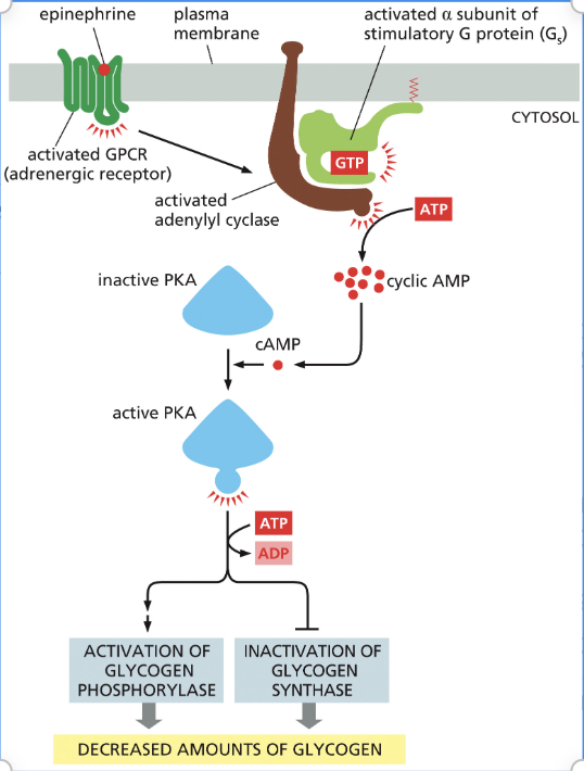 <ol><li><p>Epinephrine binds to the G-protein-coupled receptor and activates the alpha subunit of the G protein.</p></li><li><p>Once the alpha binds, adenylyl cyclase is activated.</p></li><li><p>This enzyme takes ATP to cyclic AMP(cAMP) to activate PKA (protein kinase A).</p></li><li><p>PKA then phosphorylates the next protein in the pathway, where effectors either activate glycogen phosphorylase or inactivate glycogen synthase to decrease glycogen.</p></li></ol><p></p>