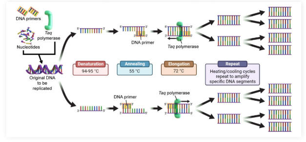 <ul><li><p><strong>Denaturation </strong>(<strong>94-95° C): </strong>Intense heating separates the DNA double strands into single strands</p></li></ul><p></p>
