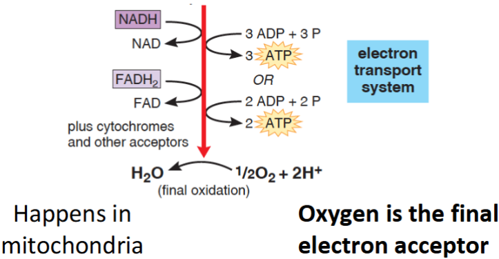 <p>• Establishes a proton (H+) gradient that is used to</p><p>produce ATP using ATP Synthase</p>