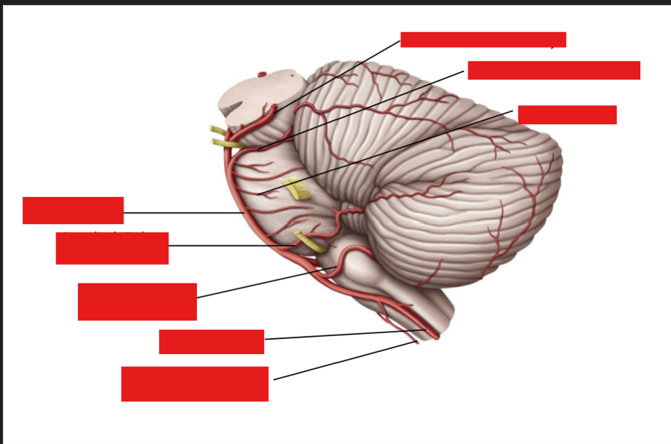 <p>Label these arteries of the cerebrum</p>