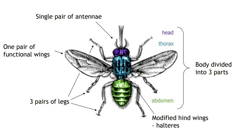 <ol><li><p>Single pair of <strong>antennae</strong></p></li><li><p>One pair of <strong>wings</strong></p></li><li><p>3 pairs of <strong>legs</strong></p></li><li><p>Modified hind wings (<strong>halteres)</strong></p></li><li><p><strong>Body</strong>:</p></li></ol><p>A. Head</p><p>B. Thorax</p><p>C. Abdomen</p>