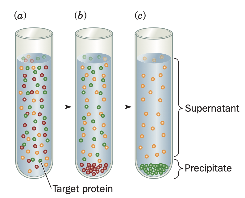 <p>This salting out effect is primarily a result of the competition between the added salt ions and the other dissolved solutes for molecules of solvent. At very high salt concentrations, so many of the added ions are solvated that there is significantly less bulk solvent available to dissolve other substances, including proteins.</p><p>Adjusting the salt concentration in a solution containing a mixture of proteins to just below the precipitation point of the protein to be purified eliminates many unwanted proteins from the solution. Then, after removing the precipitated proteins by filtration or centrifugation, the salt concentration of the remaining solution is increased to precipitate the desired protein. This procedure results in a significant purification and concentration of large quantities of protein. Ammonium sulfate, (NH4)2SO4, is the most commonly used reagent for salting out proteins because its high solubility (3.9 M in water at 0 °C) allows the prepa- ration of solutions with high ionic strength. The pH may be adjusted to the approximate pH where the desired protein possesses a net charge of zero (the isoelectric point, pI) because a protein is least soluble under these conditions.</p>