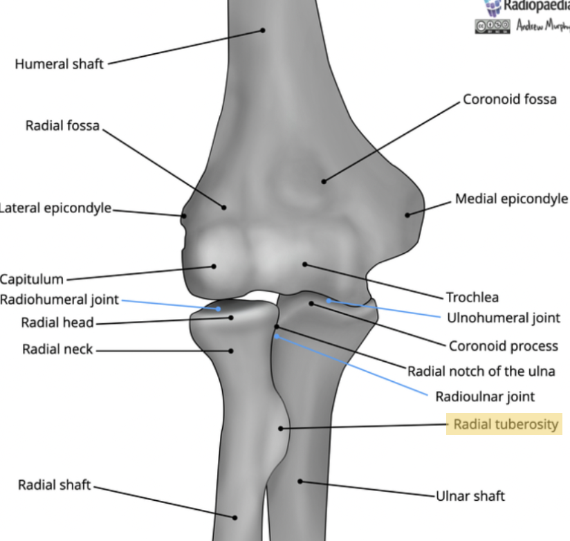 <p><span>The <strong>radial tuberosity</strong>.</span></p>