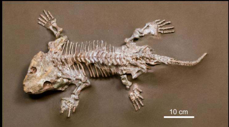 <ul><li><p>lower permian of texas </p></li></ul><p></p>