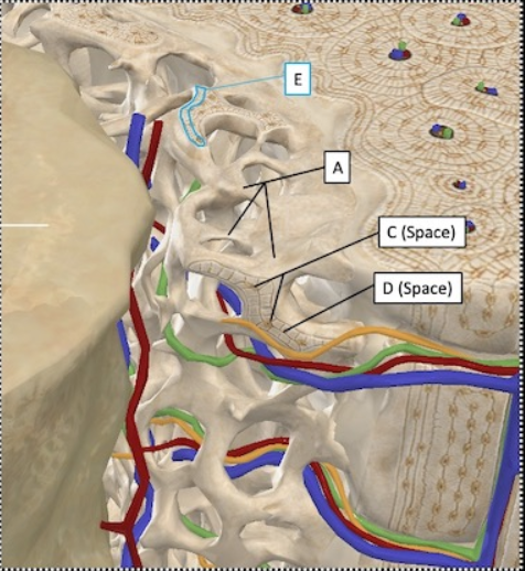 <p>What’s the name of A on the bone model? </p>