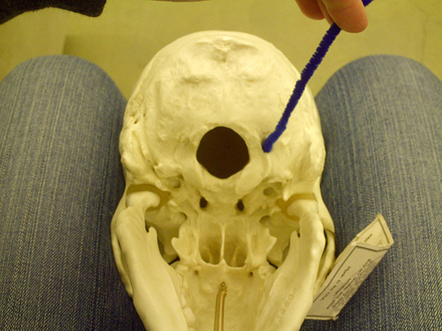 <p>ID opening at pointer</p>