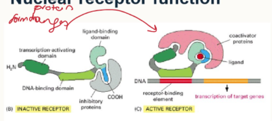 <ol><li><p>hormone binds</p></li><li><p>conformational change in shape, exposing the DNA binding site. </p></li><li><p>Protein joins with co-activator proteins which regulate activation and repress nearby target genes.</p></li></ol><p></p>
