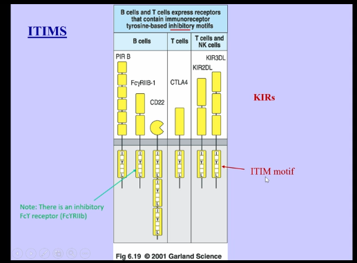 <p>NK Cell Receptors Structures</p>