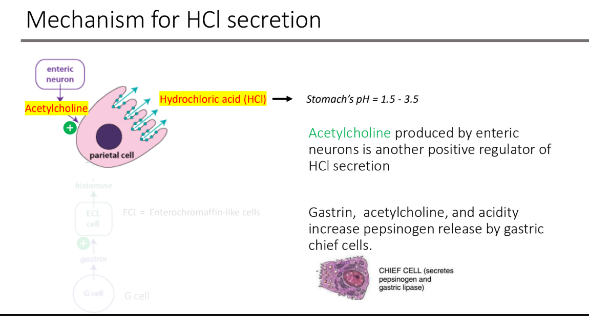 <p>acetylcholine; parietal cells; pepsinogen</p>