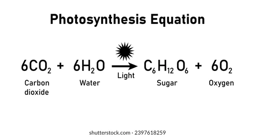 <p>Carbon dioxide + water + solar energy = Glucose and Oxygen</p>