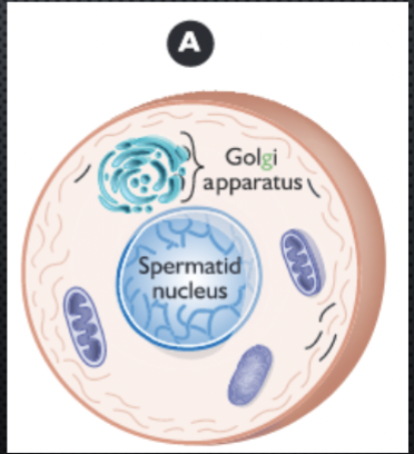 <ul><li><p>Newly formed spermatid is spherical</p></li><li><p>Well developed golgi apparatus</p><ul><li><p>many small vesicles</p></li><li><p>golgi will give arise to acrosome</p></li></ul></li></ul><p></p>