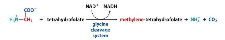 <p>describe the glycine cleavage system.</p>