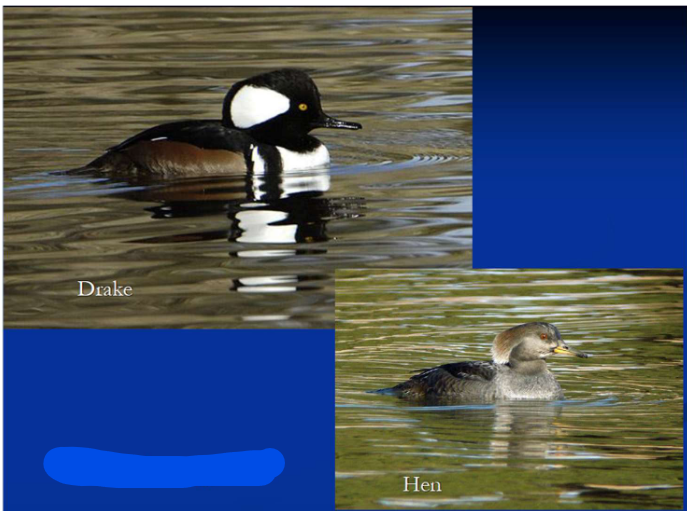 <p>Order Anseriformes<br>Family Anatidae<br>Subfamily Anatinae [Mergini; “sea”]<br>Hooded Merganser</p>