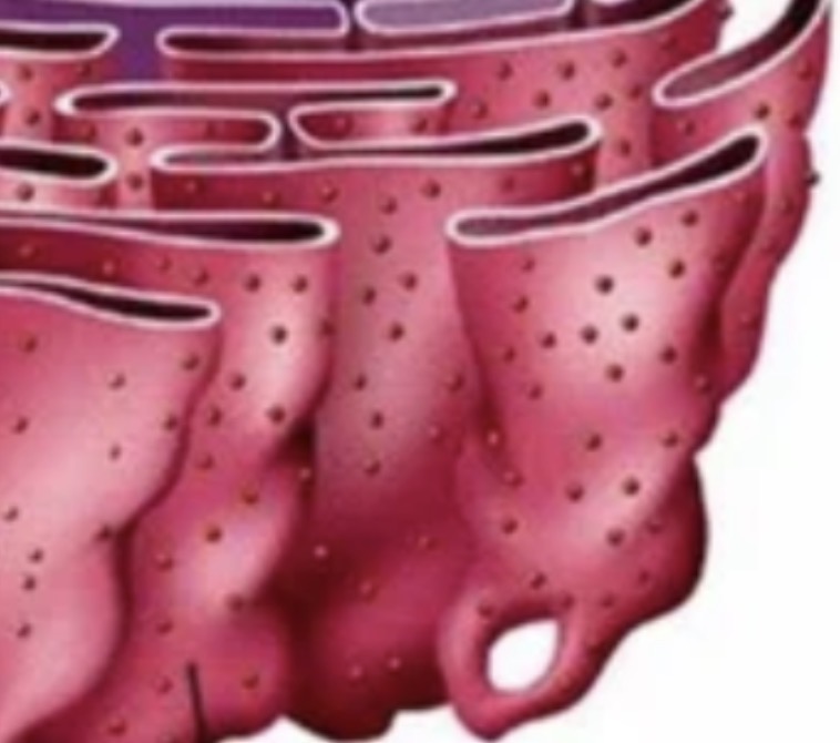 <p>Rough Endoplasmic Reticulum (RER)</p>
