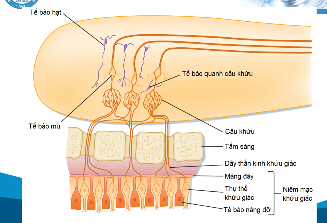 <p>Niêm mạc khứu giác bám lên trên cùng xoang mũi, các sợi trục xuyên qua màng đáy đi qua các lỗ sàng của mãnh sàng để đến hành khứu(thuộc hệ viền của vỏ đại não)</p><p>Sợi trục của Tb khứu giác sẽ truyền tín hiệu cho cầu khứu(sợi nhánh của Tb mũ của hành khứu)</p><p>Cầu khứu là nơi phân biệt mùi</p>