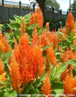 <p>amaranthaceae</p><p>alternate</p><p>flowers at leaf axis</p><p>indeterminate</p><p>fuzzy spike</p>