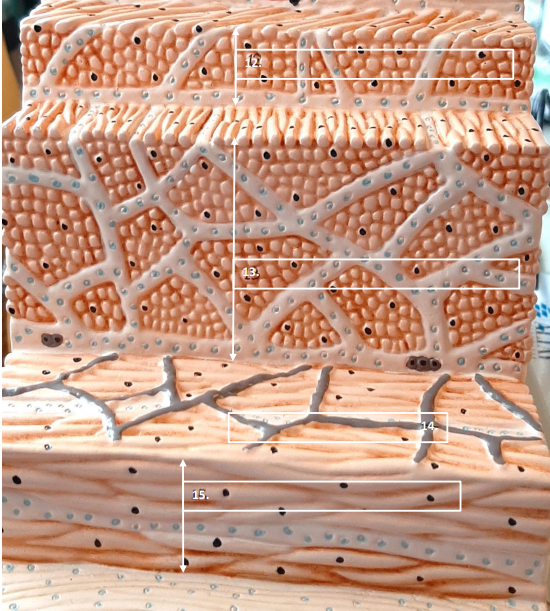 <p>Label this image.</p>