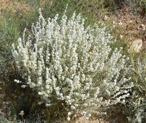 <p><span>Winterfat</span></p>