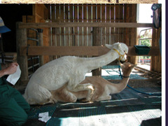 <p>What is the term for what is happening here?</p>