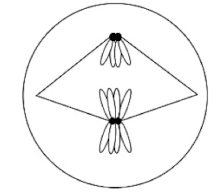 <p>What is this phase of meiosis?</p>