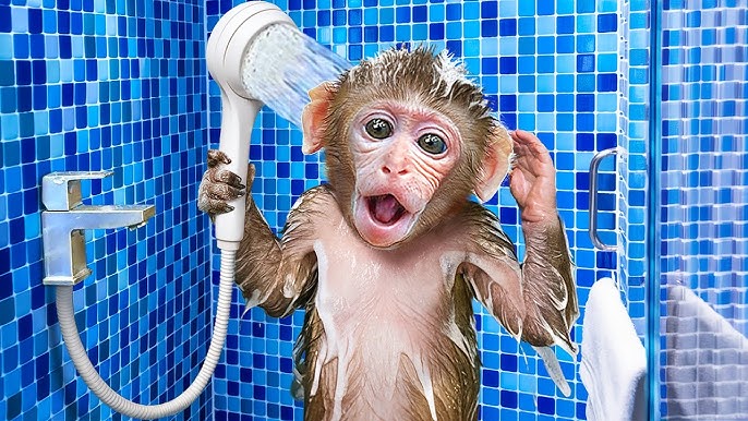 <p>a monkey</p>