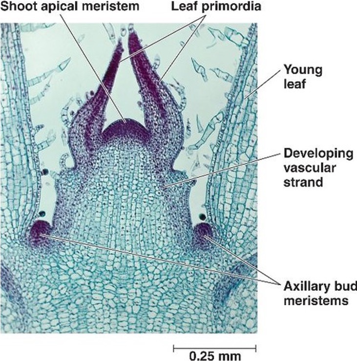 <p>tissue found in various locations, such as roots and buds</p><p>contains rapidly dividing cells for primary and secondary growth</p>