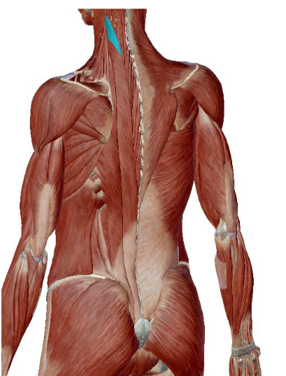 <p>what muscle is this </p>