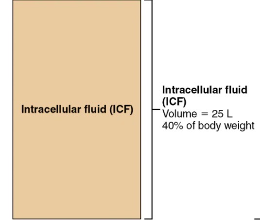 <ul><li><p>in cells</p></li></ul><p></p>