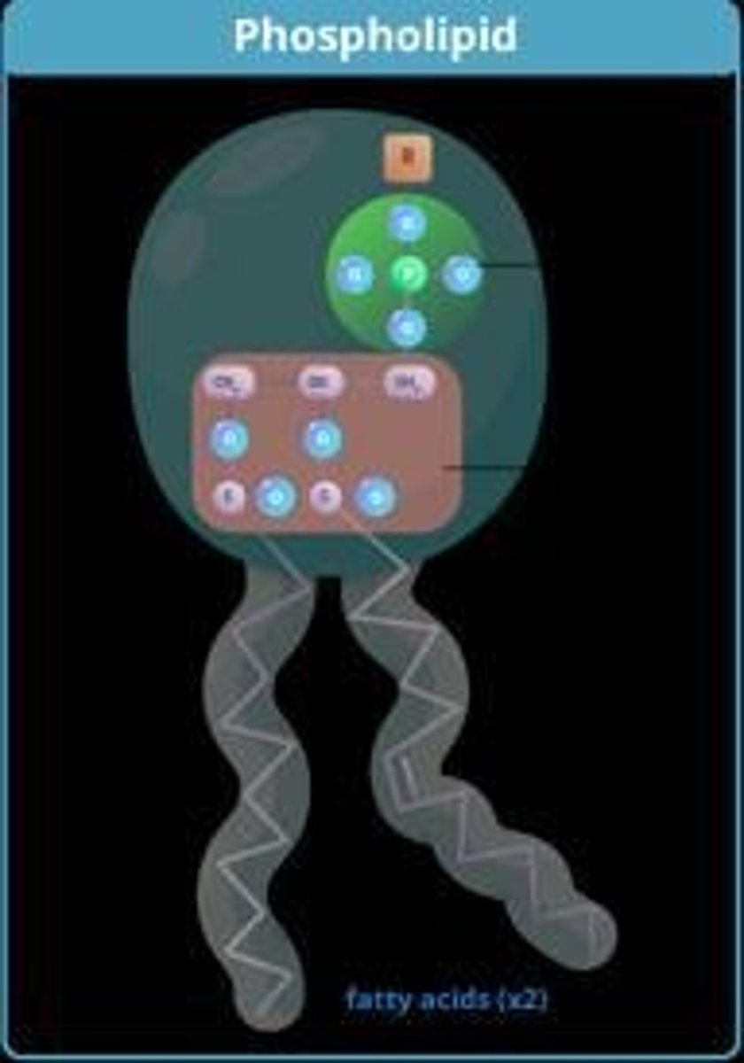 <p>Molecules that form the structural basis of cell membranes, consisting of two fatty acids and a phosphate group attached to a glycerol backbone.</p>
