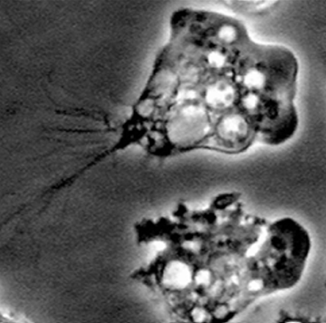 <ol><li><p>Naegleria spp.</p></li><li><p>Trophozoites in ameboid</p></li><li><p>Cysts, trophozoites, flagellated forms.</p></li><li><p>Ameba (trophozoite form) and flagellate (swimming form)</p></li><li><p>Naegleria fowleri</p></li><li><p>Ameboid and Ameboflagellate. Ameboid is found in humans.</p></li><li><p>Hot springs and other warm environment (thermophilic)</p></li><li><p>Nasal mucos</p></li></ol><p></p>
