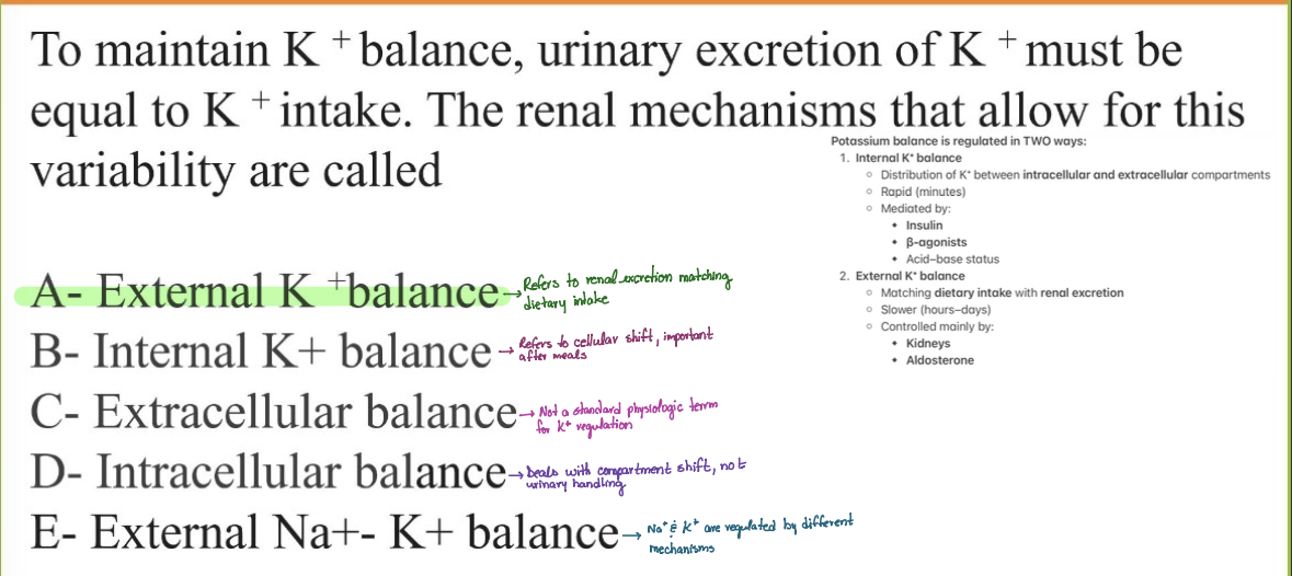 <p>A - External K+ balance</p>