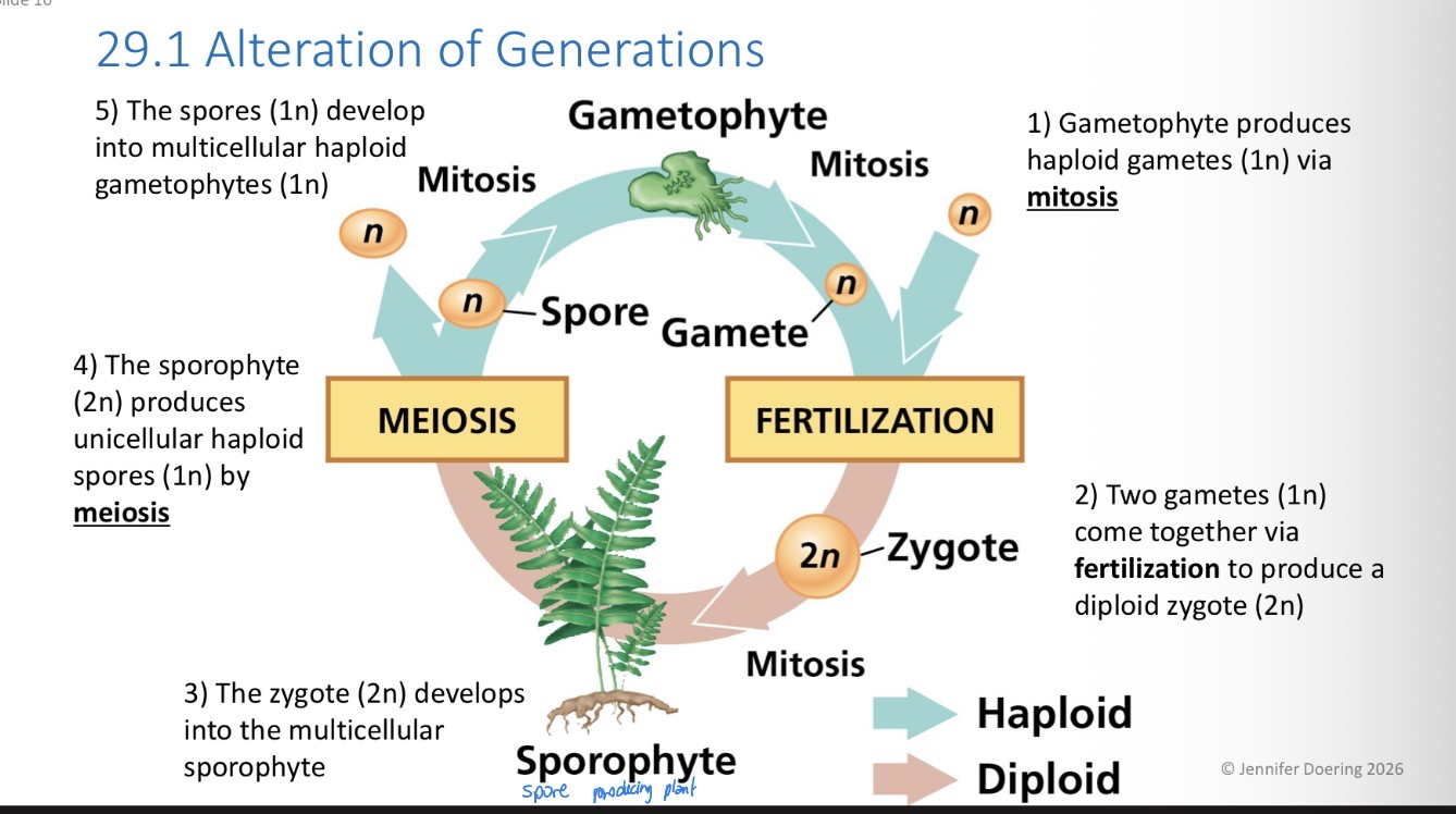 <ol><li><p>Gametophyte produces haploid gametes (1n) via mitosis</p></li><li><p>Two gametes (1n) come together via fertilization to produce a diploid zygote (2n)</p></li><li><p>The zygote (2n) develops into the multicellular sporophyte</p></li><li><p>The sporophyte (2n) produces unicellular haploid spores (1n) by meiosis</p></li></ol><ol start="5"><li><p>The spores (1n) develop into multicellular haploid gametophytes</p></li></ol><p></p>