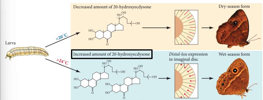 <ul><li><p>low temp: decreased amount of sterioid hormone 20—hydroxyecdysone </p><ul><li><p>no eye spots</p></li></ul></li><li><p>high temp: increased amount of 20—hydroxyecdysone </p><ul><li><p>distal-less gene expression —> patterns eye spots</p></li></ul></li></ul><p></p>