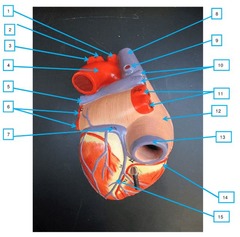 <p>#10</p>